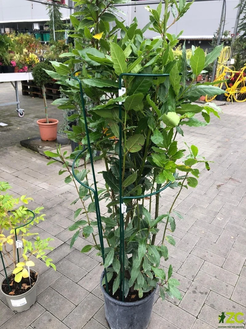 Podpěra rostlin 100cm